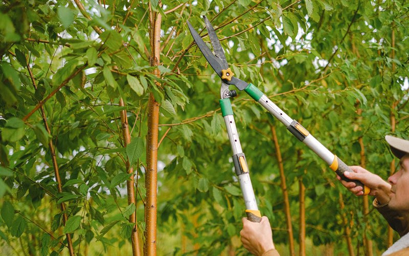 Tree trimming in Carrolls, WA